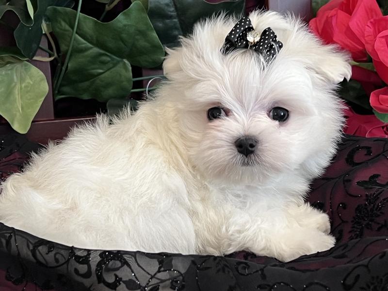 teacup maltese girl maltese with dotted bow maltese with roses 