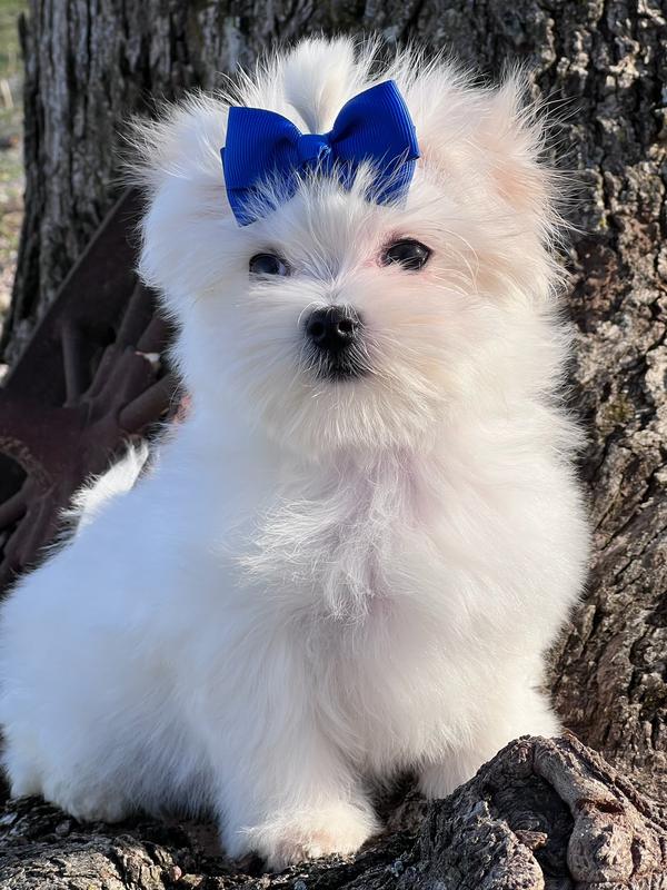 maltese with bluebook dog and wagon wheel maltese white coat maltesesby a tree