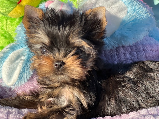 teacup yorkie teacup yorkiewithtoys babydoll face yorkie