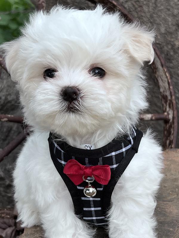 korean line maltese Maltese with wagon wheel maltese with black and white vest maltese with red bow