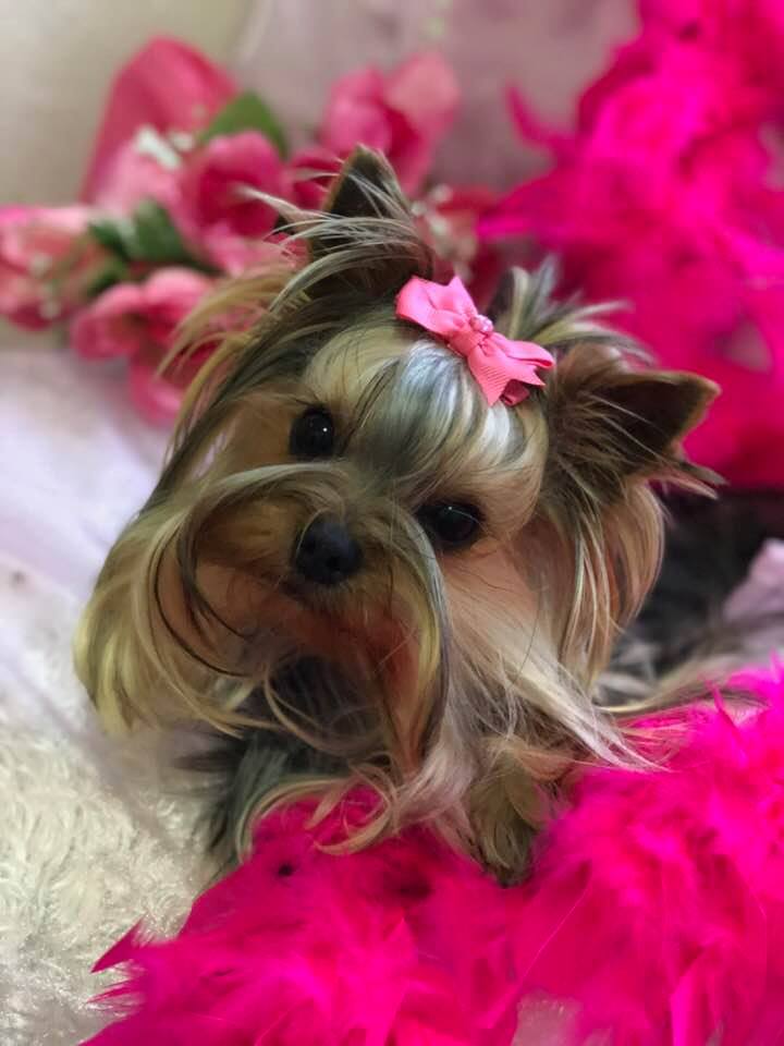 babydoll face yorkie female yorkie with feathers, teacup yorkie with pink roses