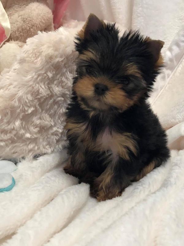 tiny teacup yorkie babydoll face yorkie puppy with beige background black and tan yorkie puppy