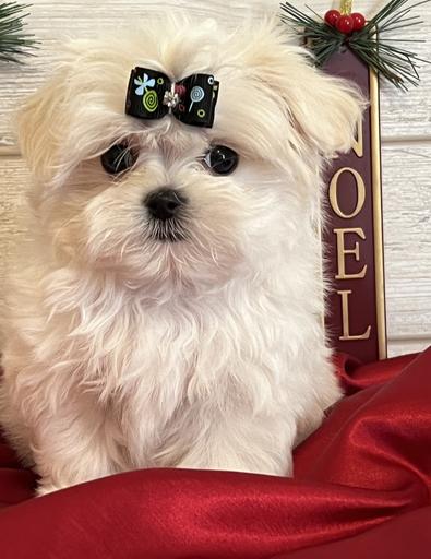 male teacup maltese maltese with Christmas ornaments maltese with red blanket