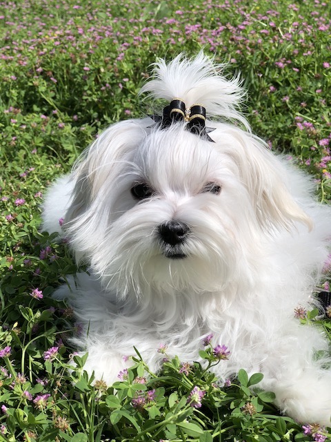 maltese in flowers maltese with black and gold bow white maltese 