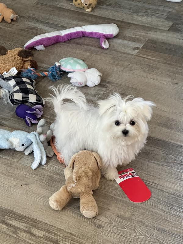 maltese with toys  teacup maltese on brown floor babyface Maltese Korean line maltese