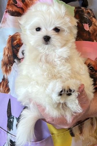 beautiful female maltese white maltese maltese withdog background 