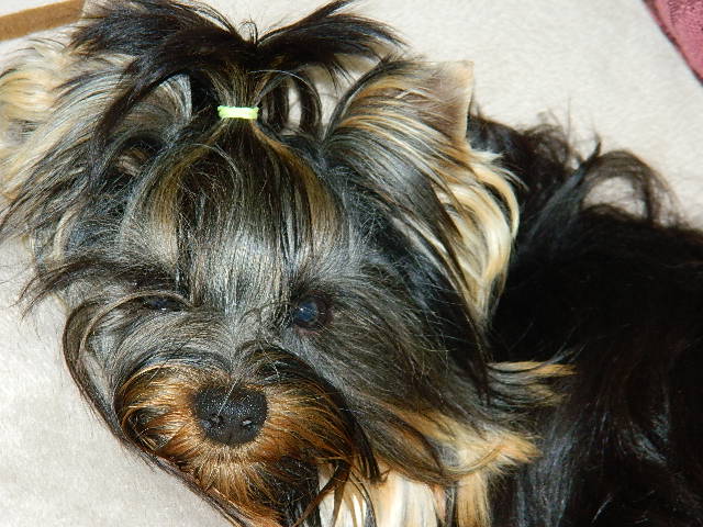 black yorkies bullet yorkie  with black coat sweet yorkie boy.