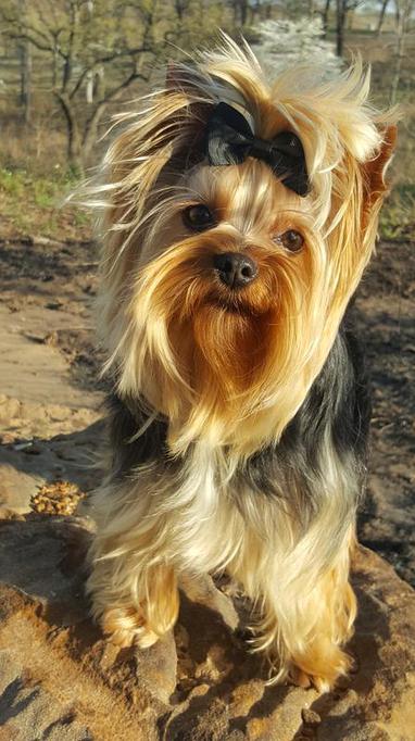 yorkiewithblackbowyorkshire terrier, yorkie in woods, doll faced yorkie