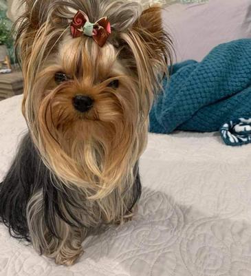 teacup yorkie black and tan yorkie babydoll face yorkie teddybear face yore with blue blanket