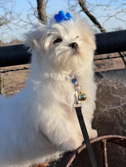 maltese outside on a rock whit maltese with bell maltese with blue bow