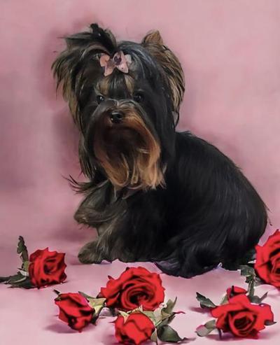 black teacup yorkie beautiful yorkie with roses babydoll face black yorkie with pink background 